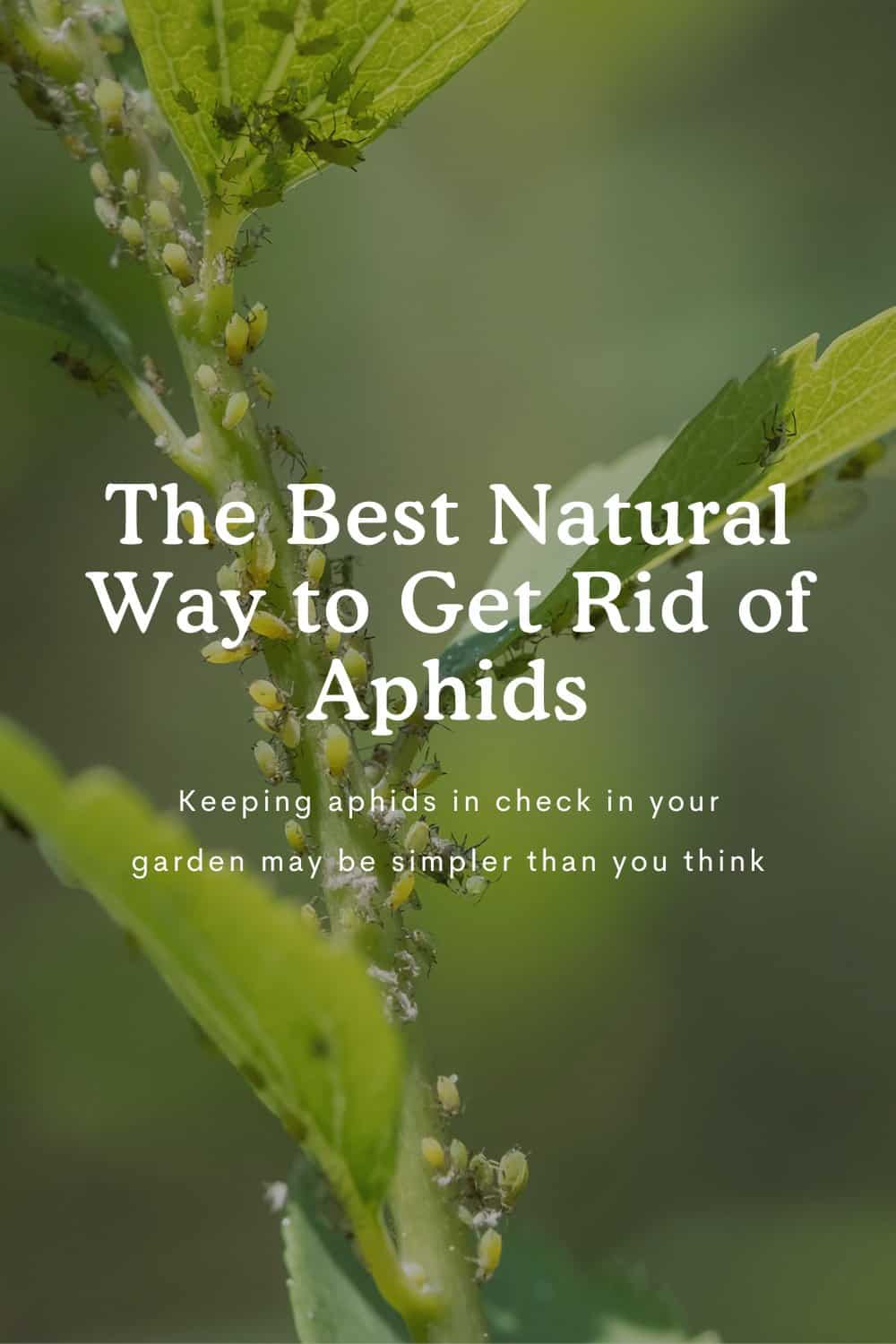 How To Get Rid Of Aphids Naturally