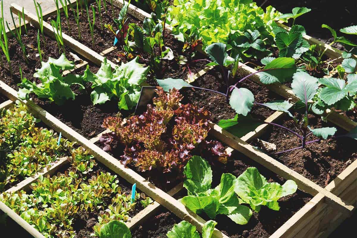 How To Choose The Right Plants For Your Garden