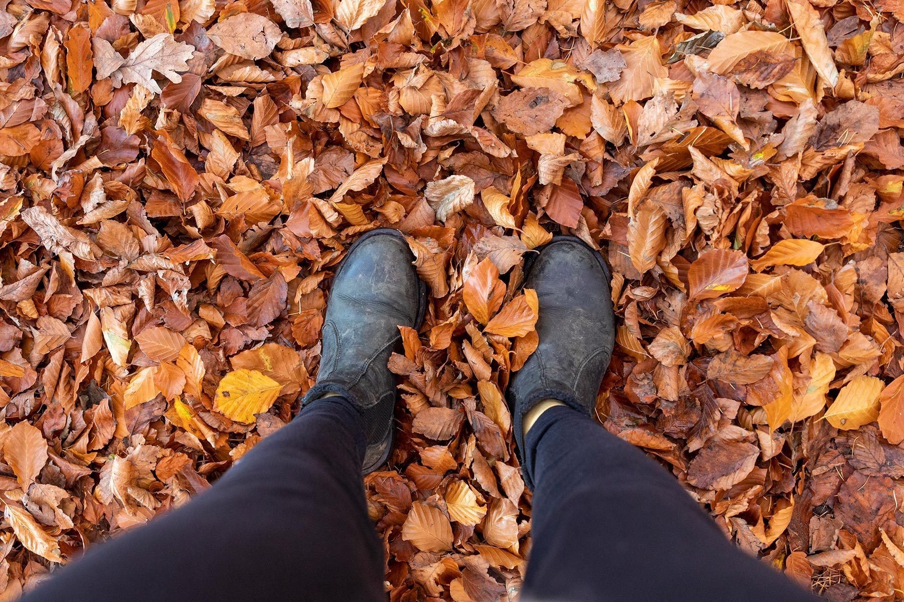 How To Mulch Leaves Without A Mower