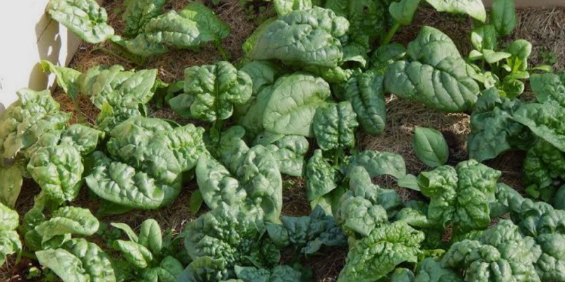 How To Extend Vegetable Harvest Season
