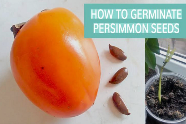 How To Plant Persimmon Seed