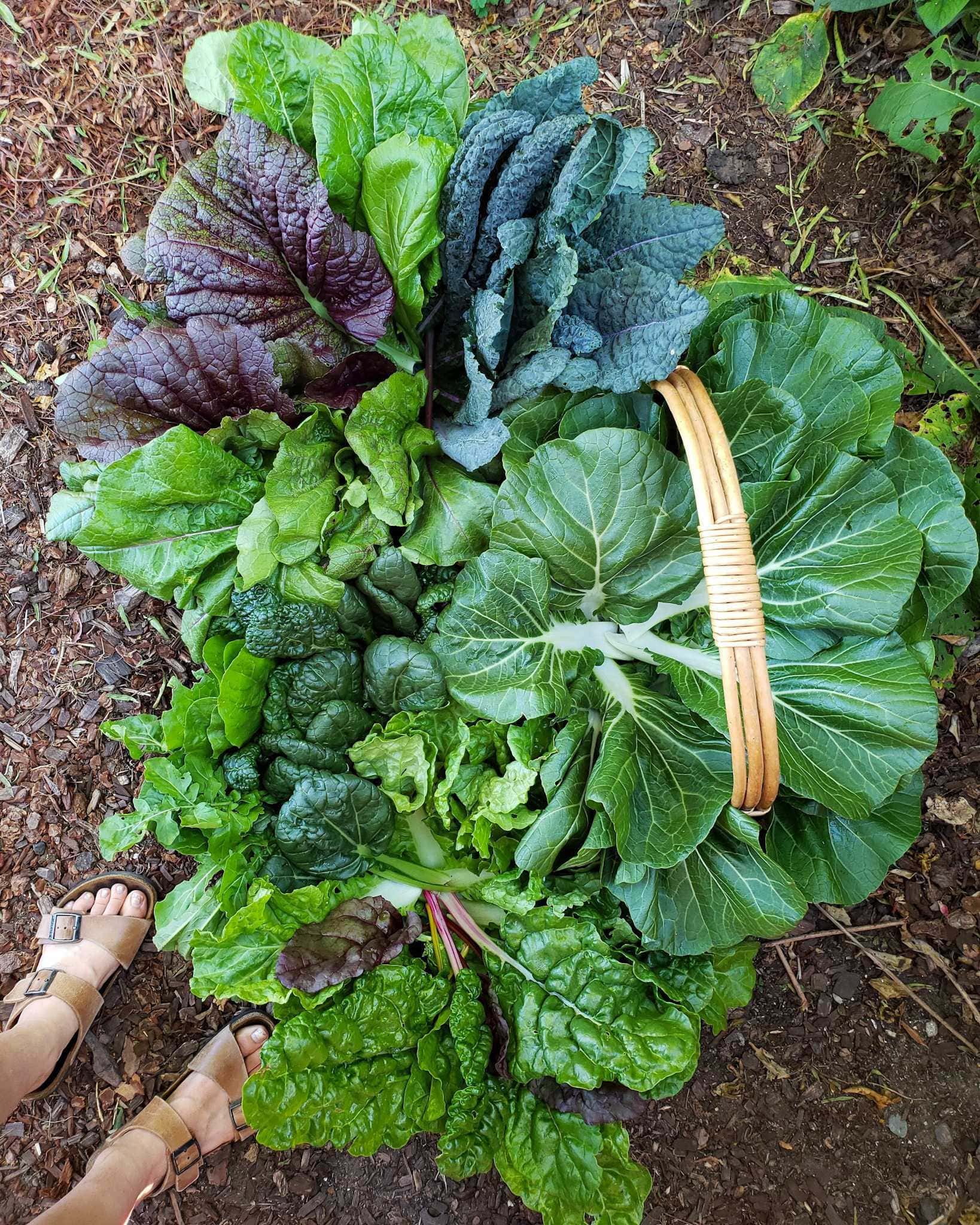 How To Harvest Leafy Greens