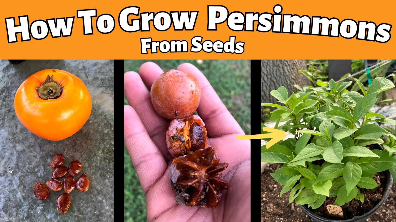 How To Grow A Persimmon From Seed