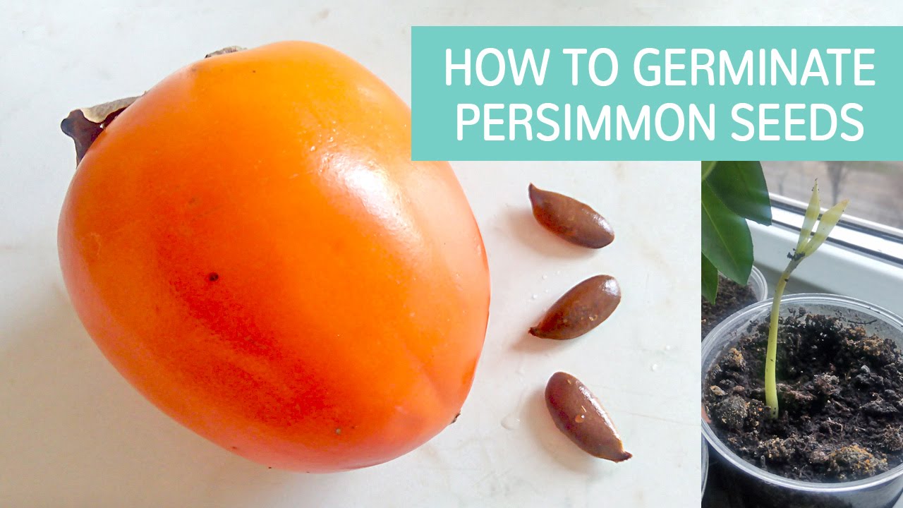 How To Germinate Persimmon Seeds