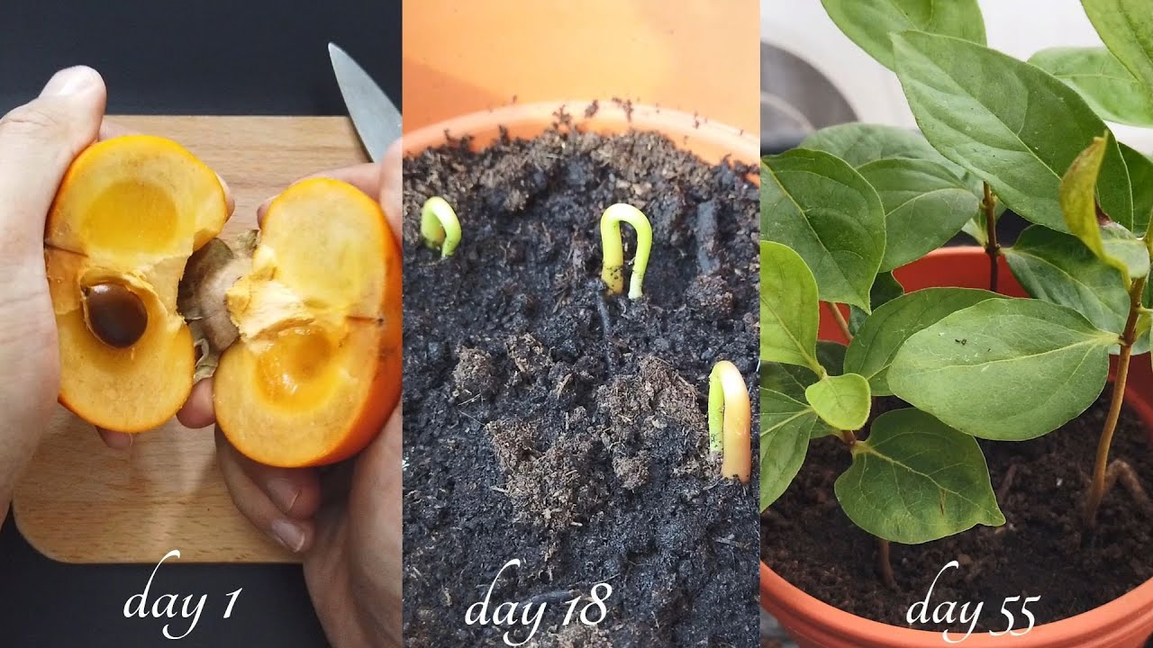 How To Germinating Persimmon Seeds