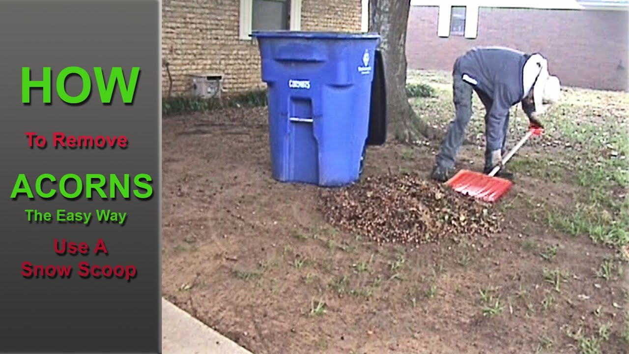 How To Clean Up Acorns From Yard