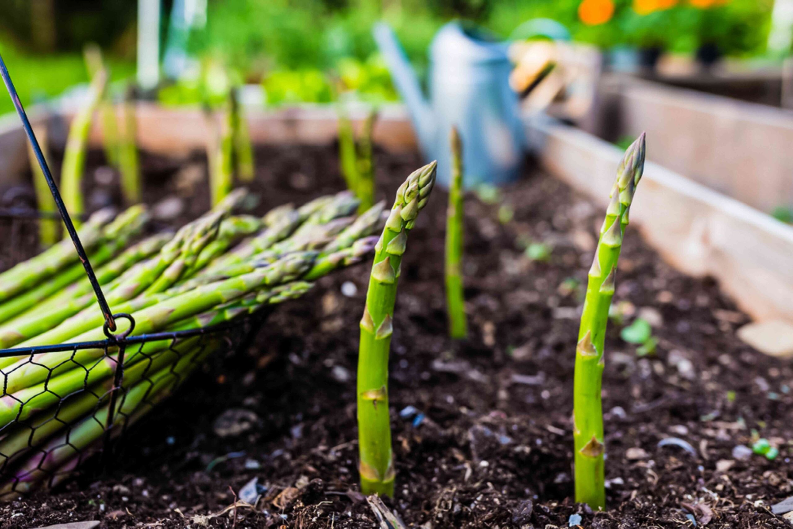 How To Best Care For Your Asparagus Garden